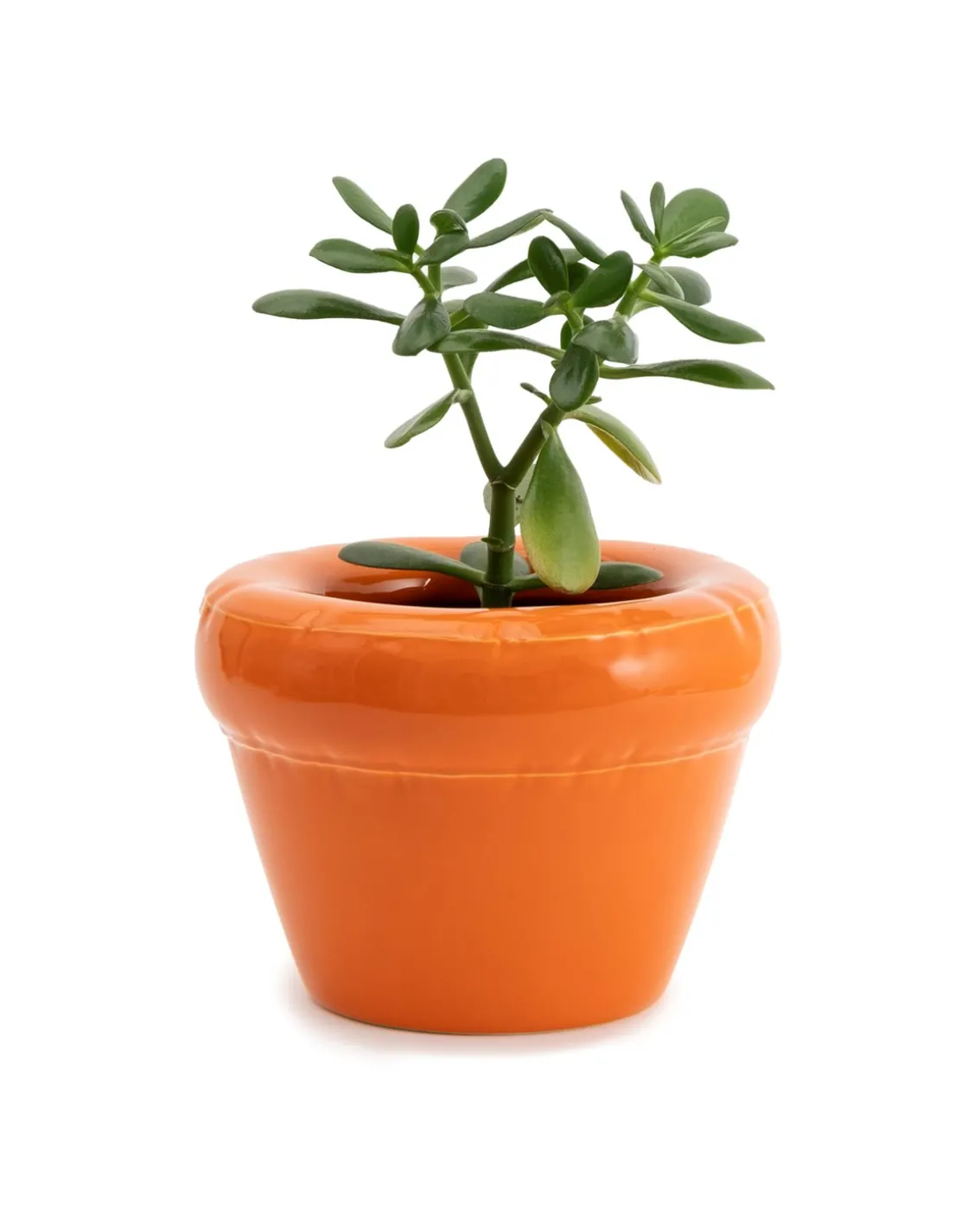 HOME STUDYO Pierre Planter Carrot Gloss