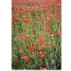 Wall of Art Flower Party By Josefine Lundhall